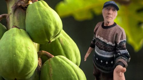 VIDEO | Sera exotică din Cetatea Alba Carolina: Cum reușește Nea Nelu să crească banane și papaya în plină iarnă, din pură pasiune