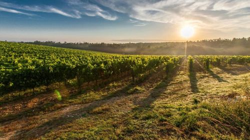 Viticultorii francezi plantează aloe vera în locul viţei de vie, din cauza schimbărilor climatice: „Aloe vera are nevoie de puţină apă, în comparaţie cu viţa de vie. Este, de asemenea, o plantă care necesită mai puţine produse fitosanitare”