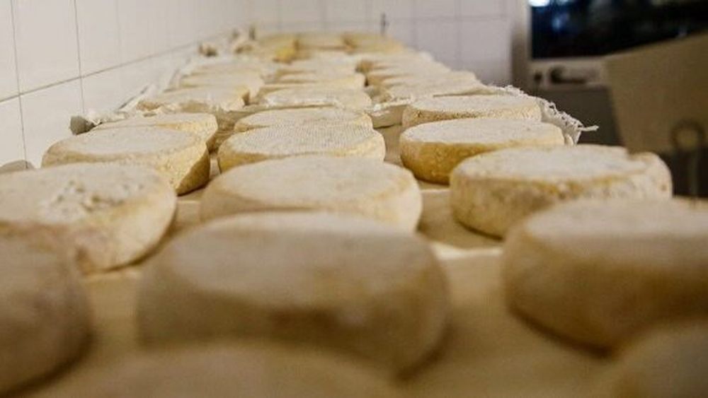 După cursul profesional de măcelar, școala care te învață să faci brânză și să îngrijești animalele. În Italia se promovează reînvățarea meseriilor vechi dar adaptate la prezent