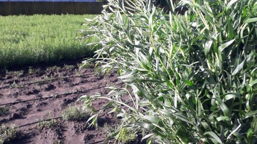 Tarhonul, planta ardelenilor / Florin Grigore (cultivator): „E bun pentru că îmbunătățește circulația sanguină”