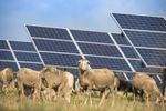 Volkswagen a „angajat” 100 de oi / Animalele pasc sub 31.000 de panouri solare, în locul mașinilor de tuns iarba