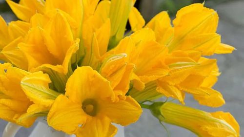 Florile de dovleac, frumuseți comestibile din grădină / Le poți consuma atât crude, cât și gătite, în salate sau chiar pizza