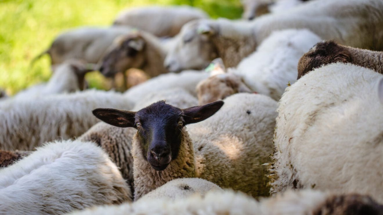 O fermă privată refuză să plătească incinerarea animalelor / CJ Timiș cere Guvernului să schimbe regulile
