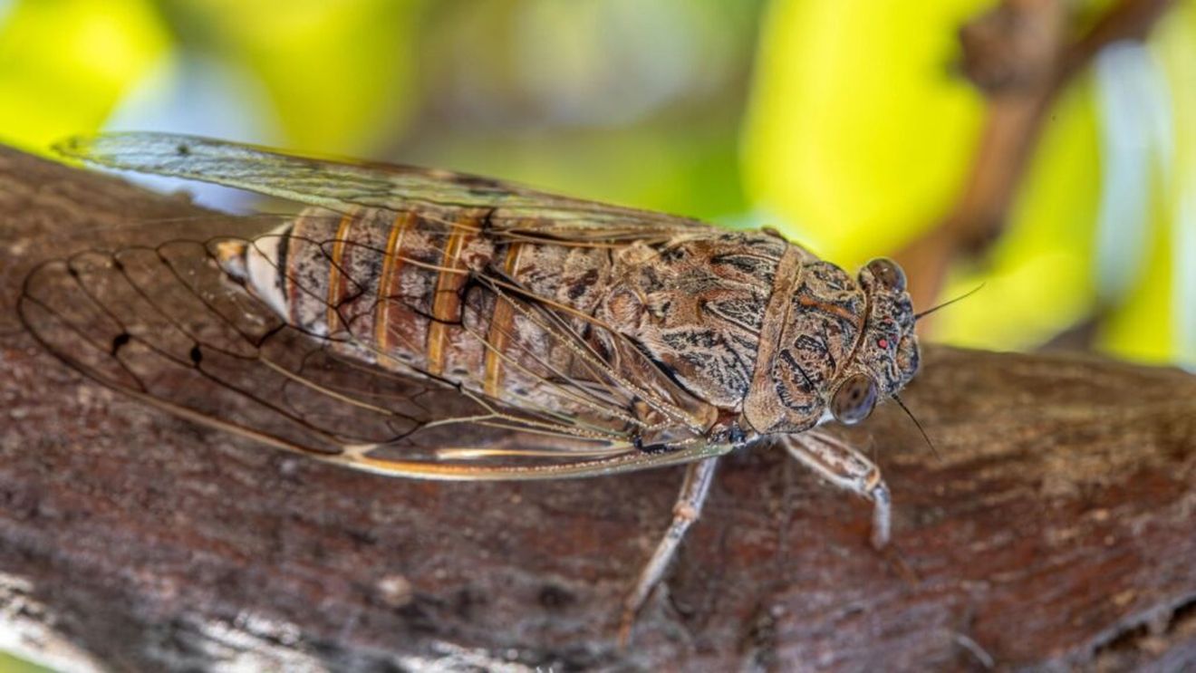 Scade recolta de sfeclă de zahăr în Germania, din cauza invaziei cicadelor, favorizată de încălzirea globală: insectele transmit virusul care provoacă boala Stolbur / Pesta, confirmată și la culturile de cartofi din sudul României