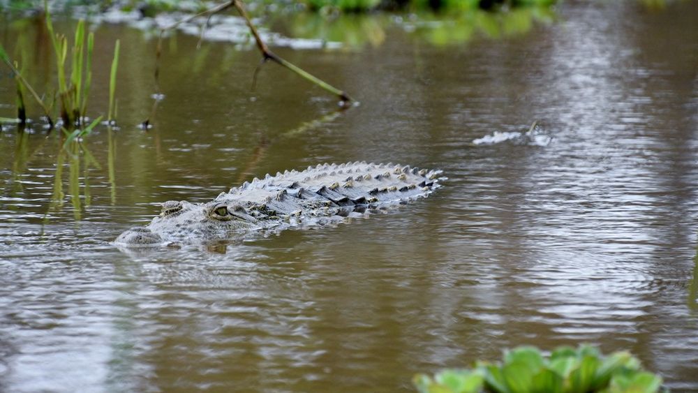 36 de ore mâncând făină de manioc, fără apă și fără să se poată mişca/ Cum au supraviețuit 5 pasageri ai unui avion care a aterizat forțat într-o mlaștină plină de caimani și anaconda