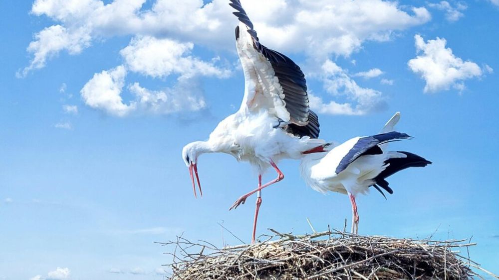 STUDIU | Mercur și pesticide interzise de zeci de ani, descoperite în penele berzelor/Unele pesticide au fost interzise încă din 1977