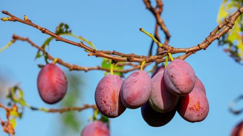 Aurea Imaging, un startup care folosește senzori pentru a analiza fiecare pom dintr-o livadă pentru un tratament personalizat, a primit o nouă rundă de investiții. Tehnologia sa poate reduce utilizarea produselor agrochimice cu până la 90%.