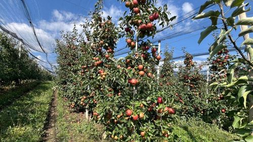 De pe TikTok la exploatare pe câmpurile din Grecia/ Oamenii sunt păcăliți cu promisiunea unui job bun și ajung să muncească și câte 15 ore la recoltarea fructelor/ 34 de victime, între care și doi minori