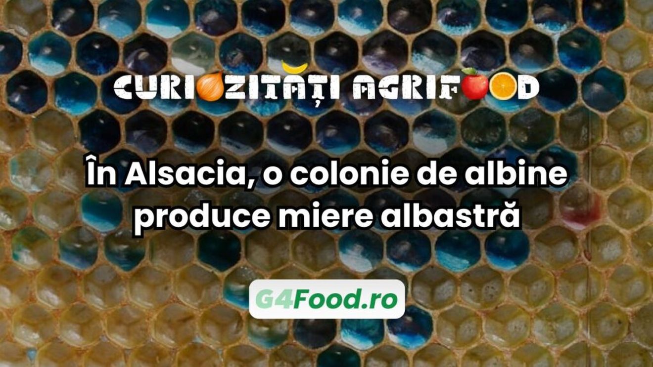 Curiozități agrifood |  În Alsacia, o colonie de albine a produs miere albastră/ Culoarea neobișnuită provine din reziduuri de bomboane M&M’s