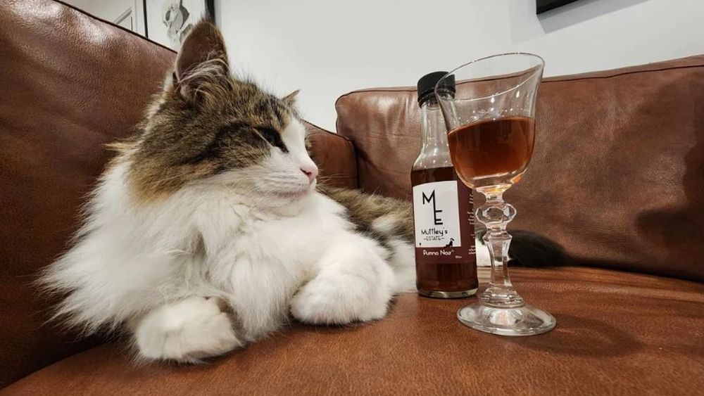 Vin și șampanie pentru pisici și câini/ Afacerea care transformă iarba mâței în băutură premium pentru animale de companie