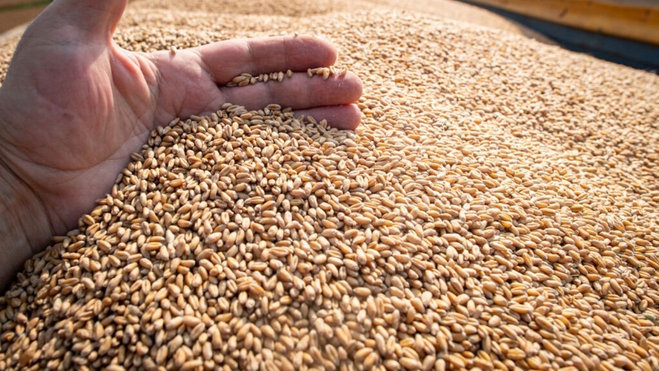 România își menține poziția de cel mai mare exportator european de grâu pe piețele terțe: aproape 2.000.000 de tone livrate/Egipt, principalul client