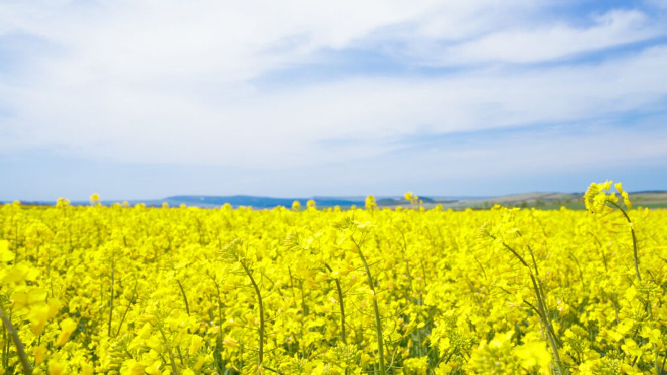 Piața rapiței intră într-o fază de tranziție în România / Prețurile în scădere sunt influențate de factori externi și presiuni sezoniere 