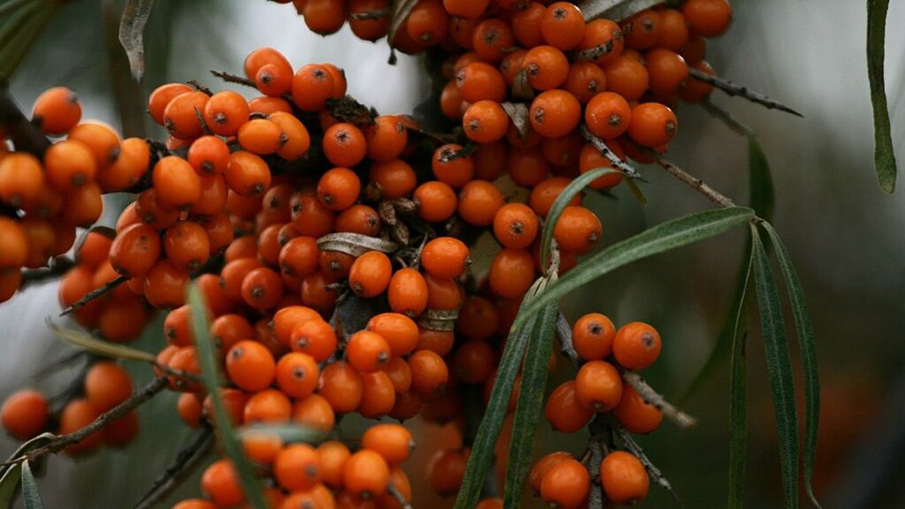 Vrancea: Vânzările de cătină şi măceşe, două dintre cele mai căutate produse bio din judeţ, au înregistrat o scădere semnificativă