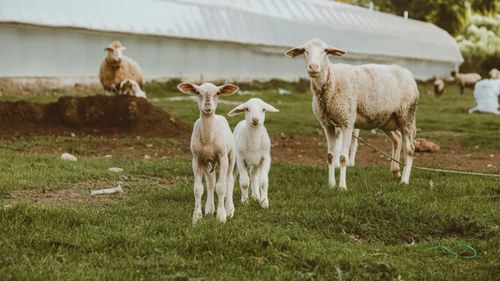 Circa 16 euro pe kilogram va fi carnea de miel de Paște în Grecia. O mare parte provine din România