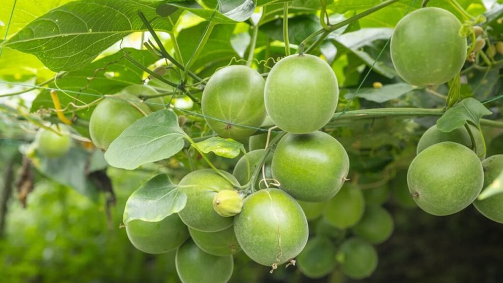 De ce să înlocuiești zahărul cu Monk Fruit, un îndulcitor fără calorii, de până la 250 de ori mai dulce decât zahărul, prietenos cu diabeticii / Studiile vorbesc despre mai multe beneficii pentru sănătate