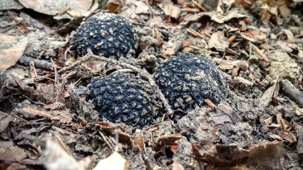 Neamț: Polițiștii confiscă peste 5 kilograme de trufe negre rare, care ar putea valora mii de euro, găsite într-o mașină, cu ajutorul câinilor specializați