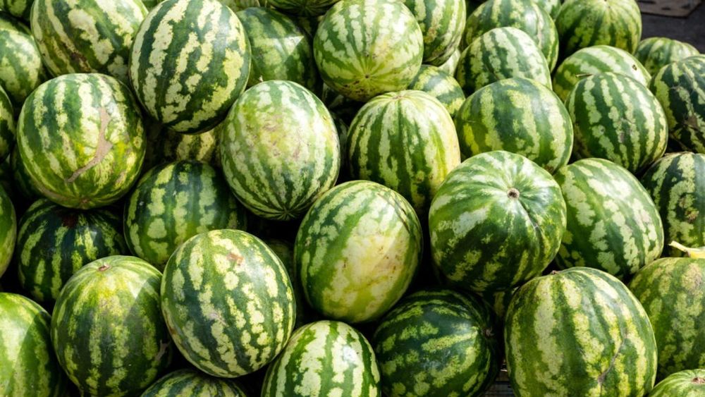 Exporturile de pepeni din Uzbekistan ating niveluri record / Peste 100.000 de tone livrate în 2023 / În 2024, supraproducția a dus la o scădere istorică a prețului