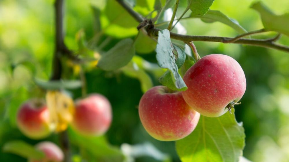 Vremea din Polonia este ca un rollercoaster/Producția de mere este afectată