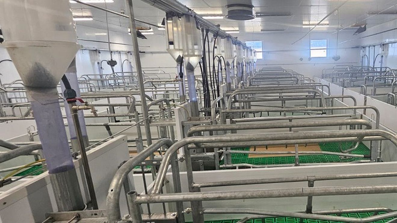 Cea mai mare fermă de reproducție de suine din Banat, realizată printr-o investitie de 12 milioane de euro