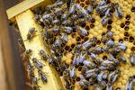 Albinele pot număra, spun cercetătorii / Noua descoperire schimbă felul în care înțelegem inteligența insectelor