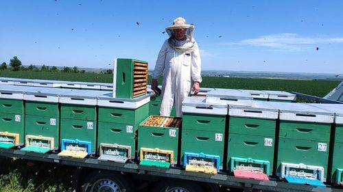 FOTO Cu stupii în pastoral: ”E producție bună de miere de rapiță la familiile de albine care au ieșit bine din iarnă / Salcâm voi căuta  în altă parte, unde sunt acum, în județul Galați, a fost distrus de îngheț” - Gheorghe Celus, apicultor