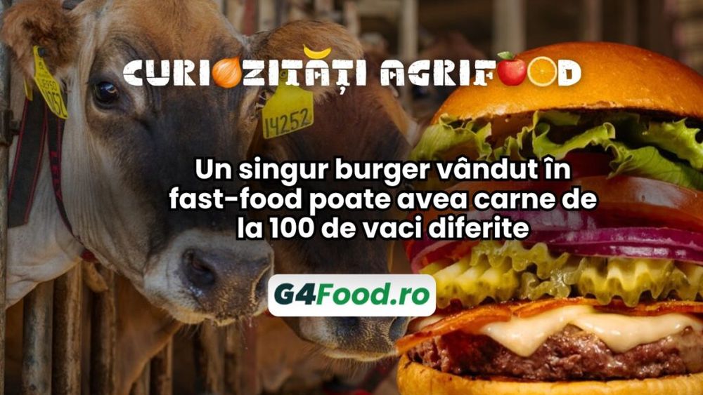 Curiozități agrifood – 22 noiembrie: Un singur burger vândut în fast-food poate avea carne de la 100 de vaci diferite