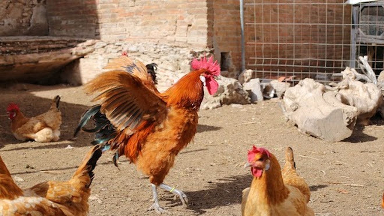 Festivalul tapas-urilor de 5 euro/ Un oraș din marginea Barcelonei se mândrește cu puiul cu picioare albastre/ Pentru o săptămână, diferite restaurante din oraș prepară tapas folosind carnea acestui pui și le vând la un preț fix