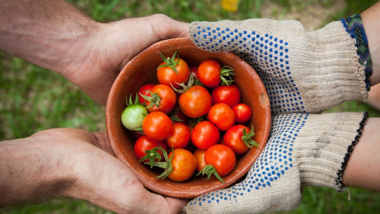 Cum păstrezi corect roșiile cherry / Un specialist în știința alimentelor explică de ce frigiderul nu este întotdeauna cea mai bună alegere