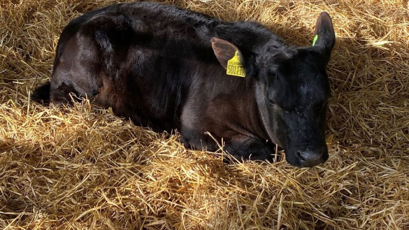 Primul vițel din rasa Angus argentinian, născut în România, la o fermă din Gherla. Animalele sunt adaptate întâi climatului european în Spania