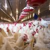 Fermele mari de porci și păsări vor avea noi reguli de mediu în UE / Măsurile vizează reducerea emisiilor de amoniac, azot și fosfor / Aplicarea începe din 2030