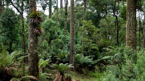 Biodiversitatea din cea mai mare pădure atlantică aduce noi soluții pentru industria alimentară și cosmetică / IFF și Reservas Votorantim se unesc într-un parteneriat strategic în Brazilia