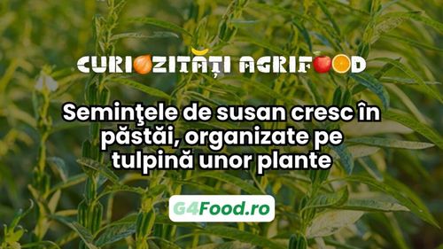 Curiozitate agri-food: Semințele de susan cresc în păstăi, organizate pe tulpina unor plante / Originea expresiei „Sesam, deschide-te!”