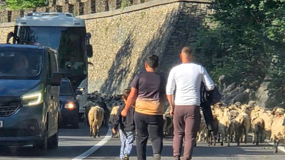 FOTO | Un ciobănaș „cu câteva sute de oi” a blocat traficul pe Valea Oltului. Reacția internauților: „În câțiva ani doar la Zoo o să mai existe”