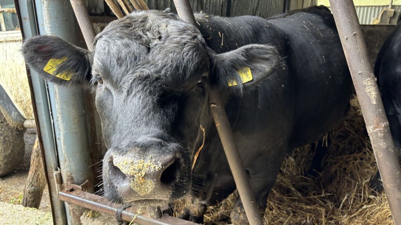 INS: Numărul bovinelor din România a urcat la 1,847 milioane de capete, la 1 iunie 2025