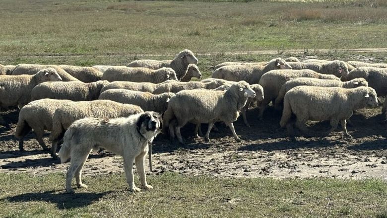 Patru focare de variolă ovină și caprină, confirmate în Tulcea. Peste 100 de veterinari verifică efectivele din județ