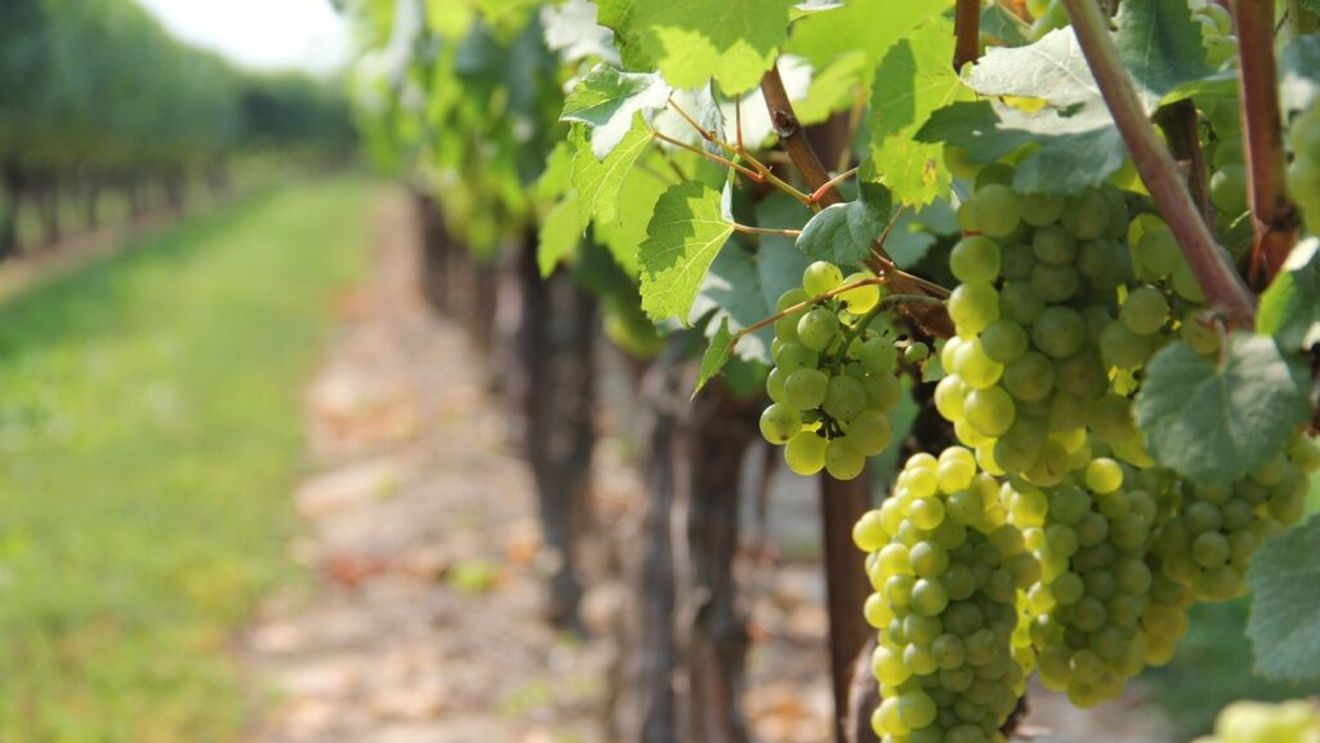 Producători ucraineni de vin vizitează Valea Napa din California pentru a învăța cum să vindece podgoriile devastate de război