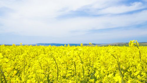 Piața rapiței intră într-o fază de tranziție în România / Prețurile în scădere sunt influențate de factori externi și presiuni sezoniere 