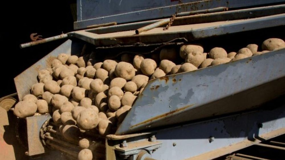 Sprijin pentru producătorii de cartofi: Guvernul alocă fonduri suplimentare pentru 2024 / MADR: „Se suplimentează resursele financiare alocate cu suma de 3 milioane de lei”