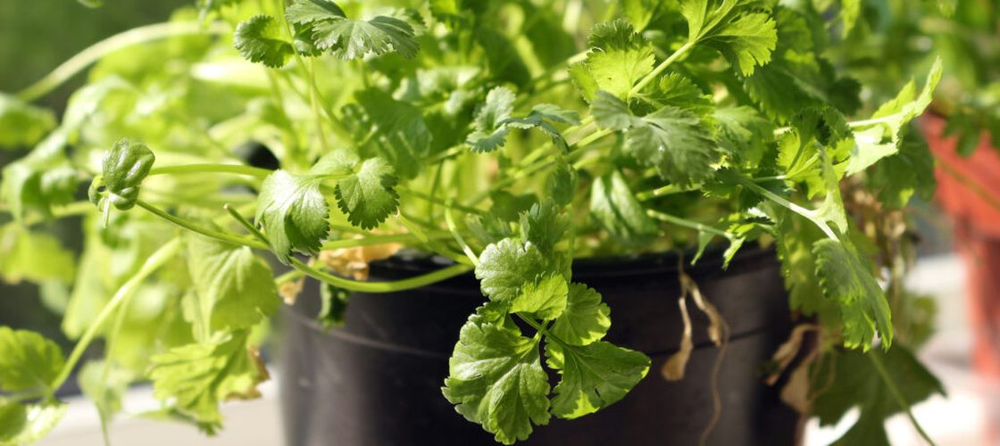 Cum să cultivi coriandru în casă și să ai frunze proaspete tot anul. Planta are nevoie de un singur lucru pentru a crește bine