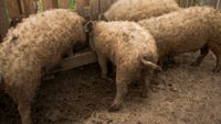 Ajutor de minimis pentru crescătorii de porci Bazna și Mangalița / Statul propune un sprijin de 2.300 de lei pentru fiecare scroafă de reproducție