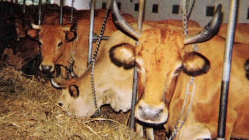 Modă și zootehnie. Compania care administrează brandul italian de modă Ferragamo oferă premii crescătorilor de vite care sprijină rasele autohtone, pentru a ajuta economia locală și biodiversitatea