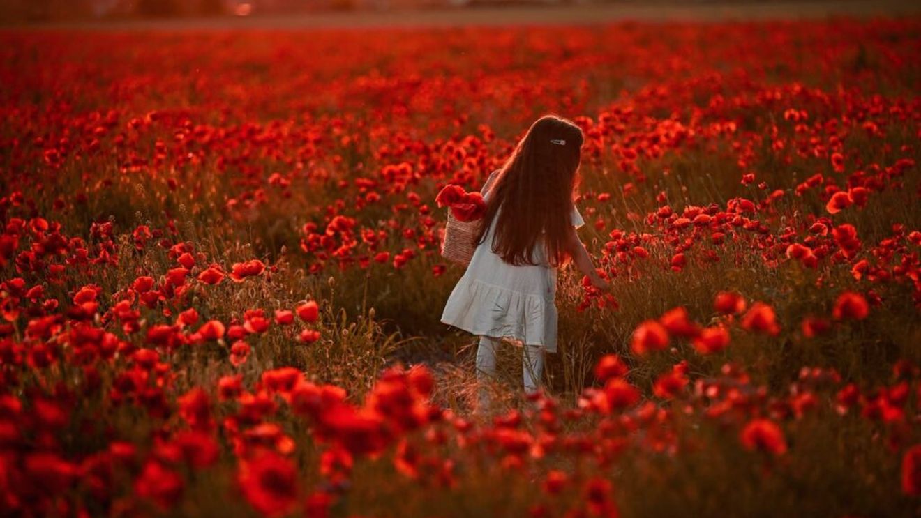 FOTO | Câmpurile cu maci de lângă Timișoara, luate cu asalt pentru fotografii. Agronom: „Nu sunt macii folosiți la prăjituri”/ De ce cultura de mac rămâne RARĂ în România