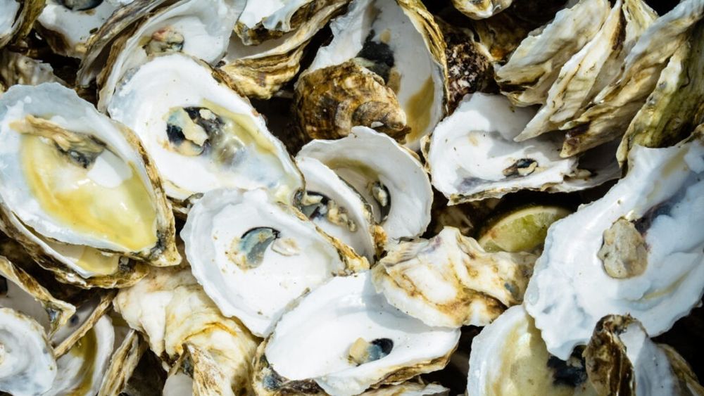 Stridiile considerate cele mai bune din lume se găsesc în Insula Prințului Edward / Se recoltează din septembrie până în aprilie, uneori la copcă