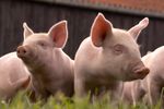 Trei noi focare de pestă porcină africană, confirmate în județul Buzău. 23 de porci au murit sau au fost sacrificați