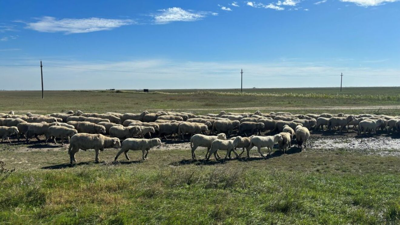 Clienții tradiționali ai României în comerțul cu ovine vii au reluat importurile, după ce suspendarea activității comerciale timp de o săptămână le-a pus sub semnul incertitudinii / Vânzări de peste 7.000.000 de euro