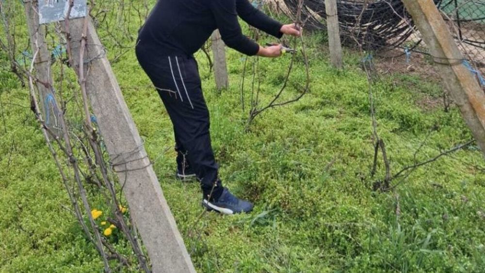 Sfatul specialistului | Ce lucrări ar trebui făcute acum în vie și cum ar fi cel mai indicat să le realizezi/ Dr. ing. Sergiu Gorjan: „Eu recomand arătura pe fiecare rând”