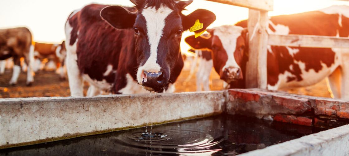Câtă apă au nevoie animalele pe caniculă și ce trebuie să facă proprietarii când temperaturile cresc. ANSVSA: Vacile pot consuma peste 50 de litri pe zi