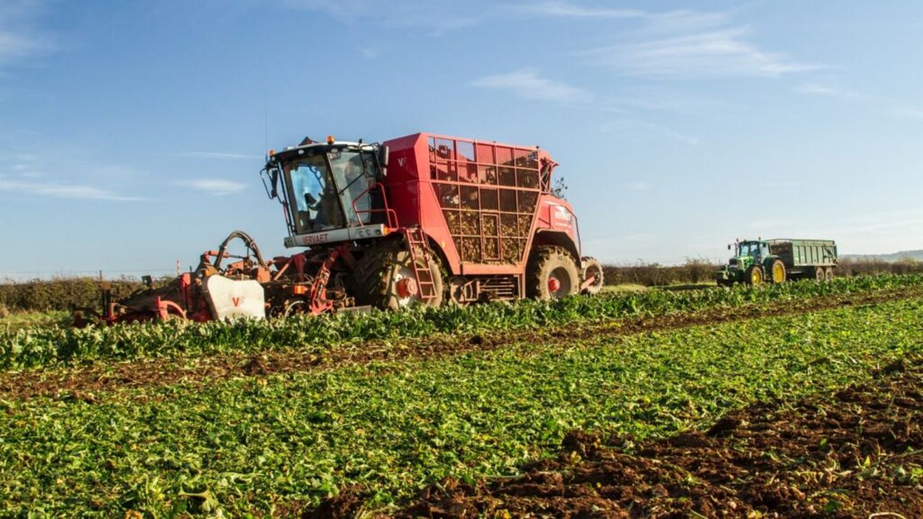 Erbicidele devin insuficiente pentru combaterea buruienilor din culturile de sfeclă de zahăr din Polonia / Fermierii investesc în roboți și metode combinate, soluții mai costisitoare, dar necesare