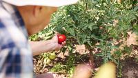 Canicula face victime pe câmpurile din Italia / Un muncitor român de 19 ani a murit în timp ce culegea roșii / Alți patru lucrători italieni agricoli au murit din cauza căldurii