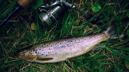 Păstrăvii curcubeu sunt afectați de caniculă. Ce măsuri se iau pentru a înfrunta valul de căldură 